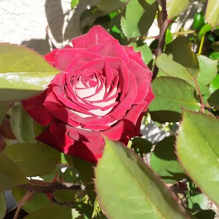 Bed & Breakfast La Salamandre, D'hotes 3*